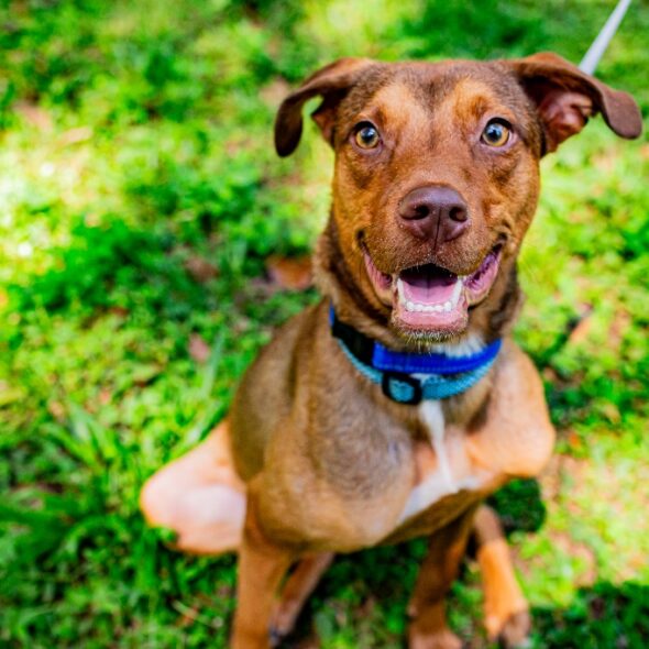 All Adoptable Pets | Leon County Humane Society